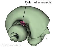 columellar muscle