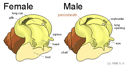 (fe)male