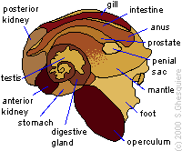 Snail body