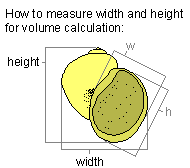 measure the shell
