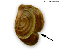 Damaged operculum