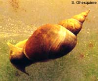Other snails