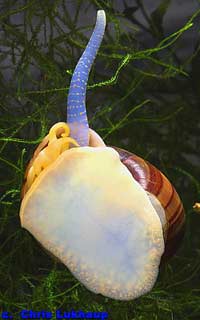 Apple Snail Siphon