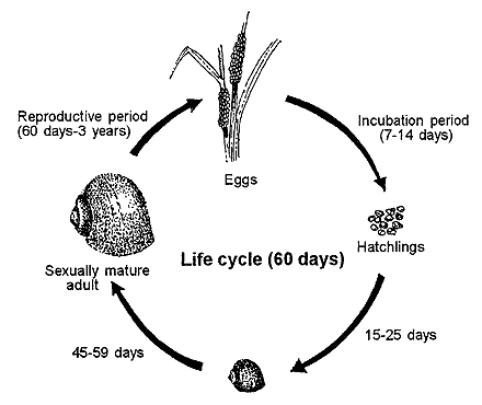 vegetable life cycle