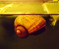 Floating apple snail